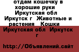 отдам кошечку в хорошие руки. - Иркутская обл., Иркутск г. Животные и растения » Кошки   . Иркутская обл.,Иркутск г.